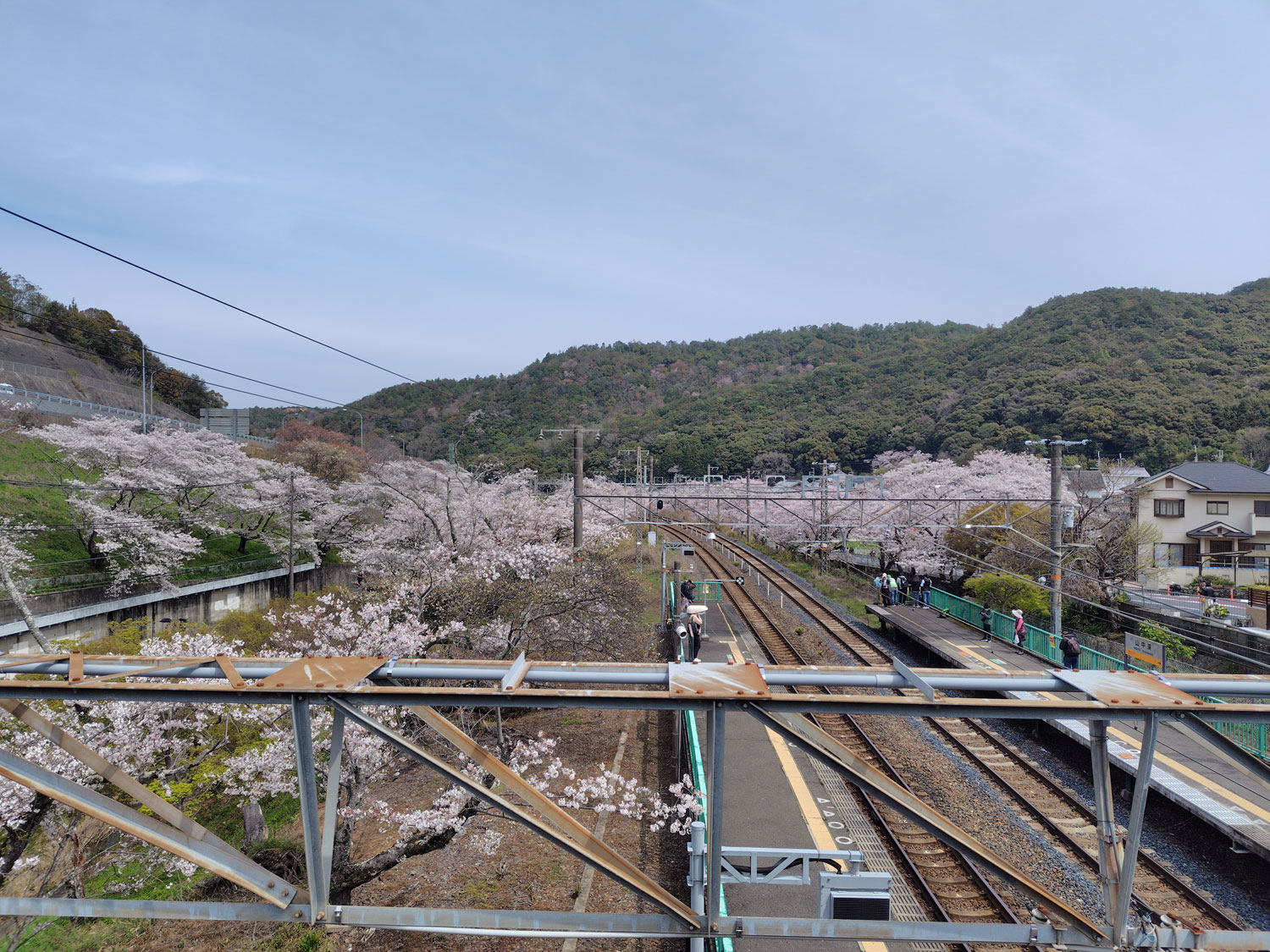 山中渓駅跨線橋からの桜