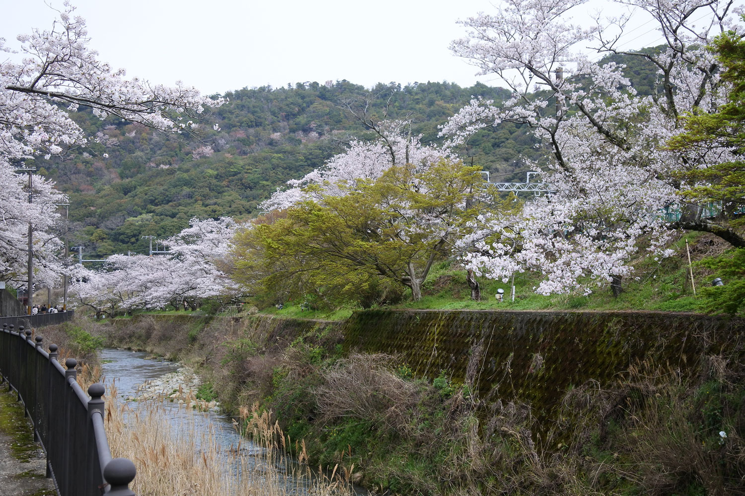 山中渓川沿いの桜