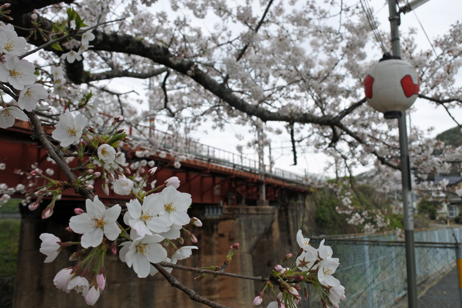 山中渓鉄橋と桜